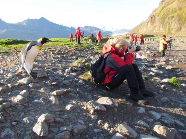 Darlene Knott takes photo while penguin looks over shoulder.